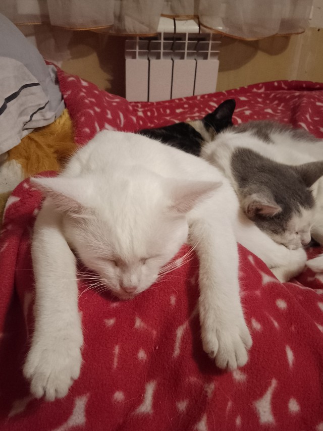 - У тебя есть кот? - Нет. - Теперь есть!