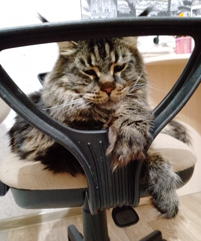Котовторник 09.04.24