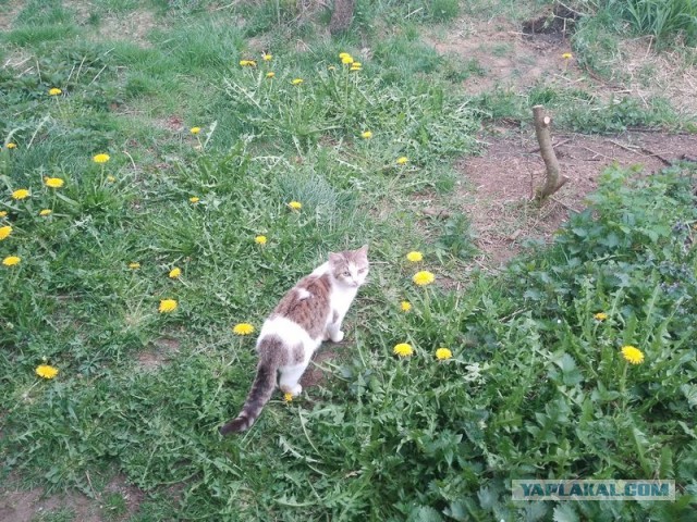 Жизнь домашнего приюта для котеек 491