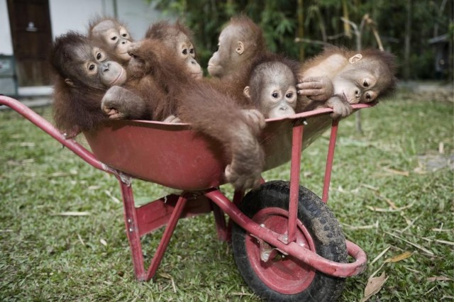 В Подмосковье задержаны двое несовершеннолетних мигрантов, которые устраивали вооруженные заезды на советских машинах и называли несогласных «рабами»
