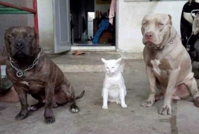 Кот, который был воспитан собаками