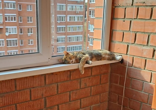 Спящие коты - это что-то с чем-то