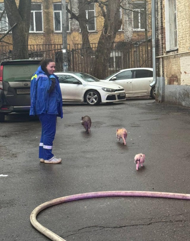 В Балашихе из огня спасли семью, их соседей и целый выводок мини-пигов