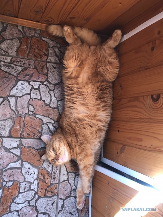 А где котики, сегодня же вторник!