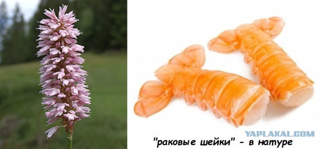Раковая шейка