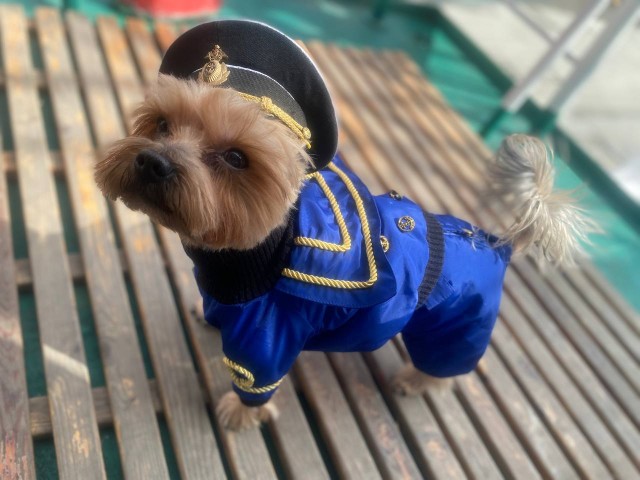 Сегодня День Йорка!