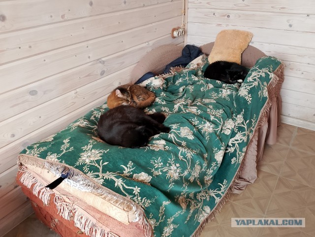 История одного котенка
