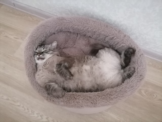 Тёплое, лаповое к котовторнику.