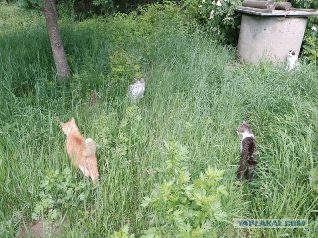 Жизнь домашнего приюта для котеек 546