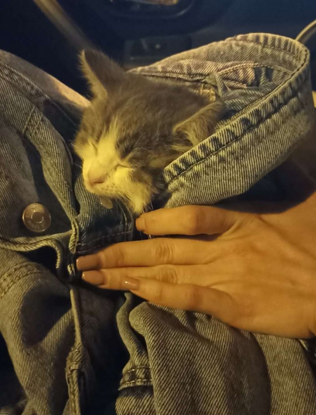 К завершению КотоВторника