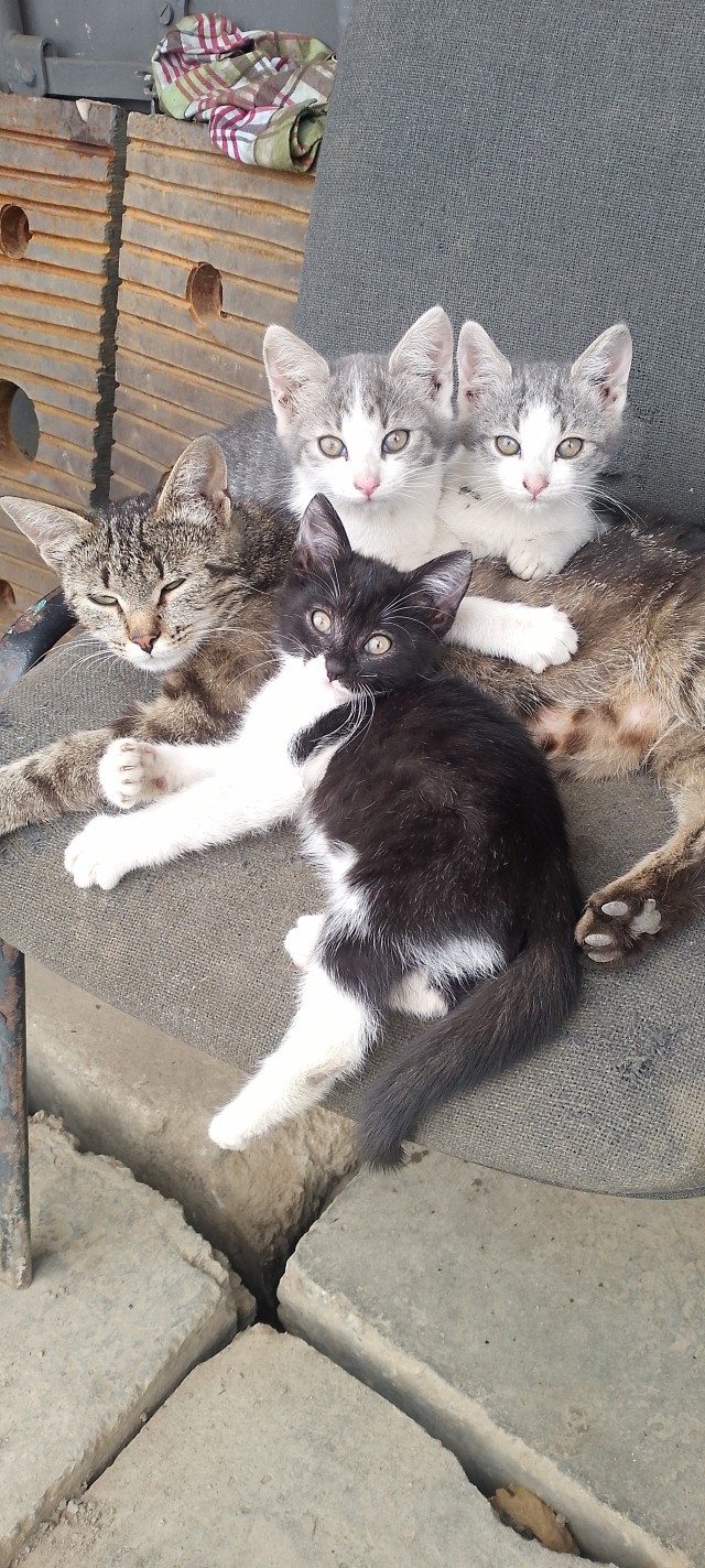 С котовторником!