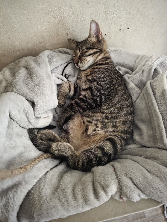 Само блаженство на закате котовторника