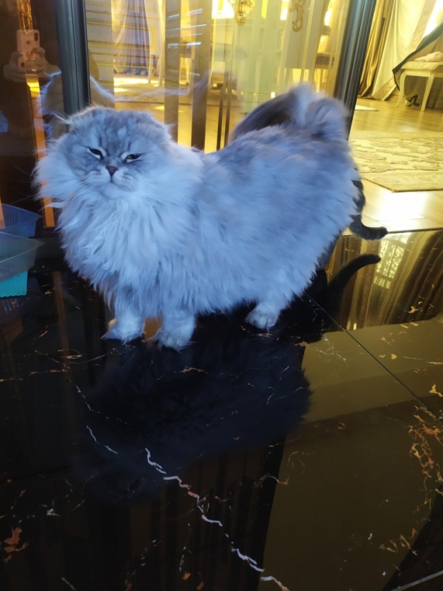 Кот ушел на радугу