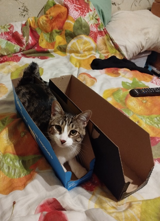 Котокоробковое
