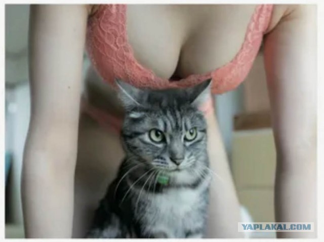 Блаженный кот