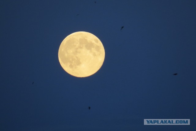 А Вам не кажется что луна какая-то большая?