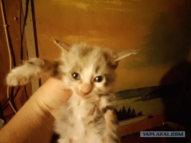 Жизнь домашнего приюта для котеек 577