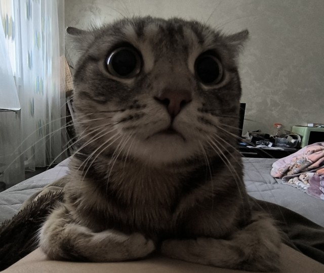 Хорошо что сегодня вторник. Котовторник)