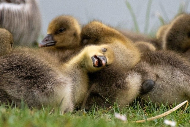 Снимки финалистов конкурса Nikon Comedy Wildlife Awards 2026