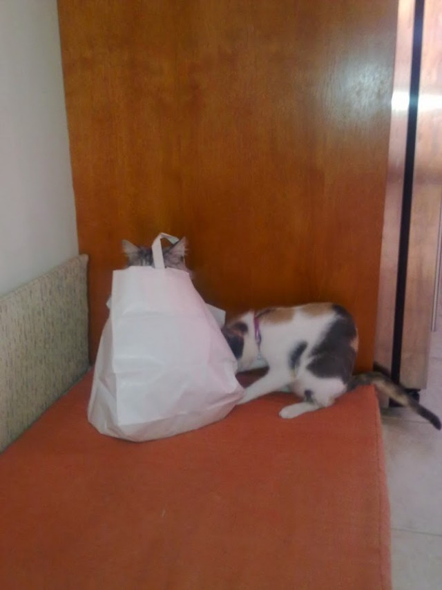 Котовторник 10.06.2014