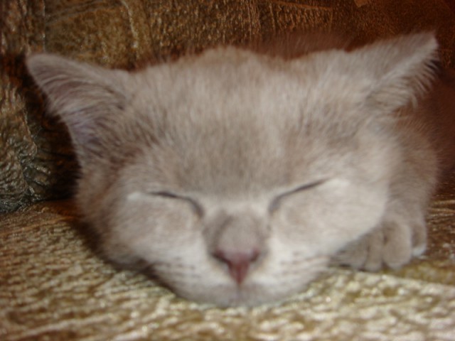 Котовторник 15.07.2014.