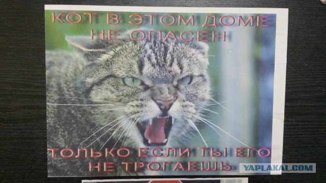 Это я-то не рукожоп? Возмутительно!