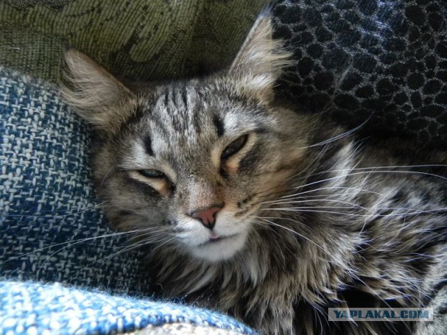 Котовторник 30.12.2014
