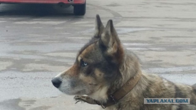 «Я посмотрел ей в глаза и утонул»: Владельцы хаски