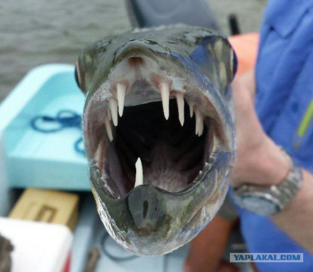 Подборка жутких картинок