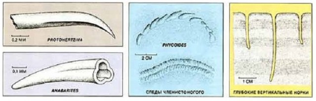 Эдиакарская фауна. Кембрийский взрыв