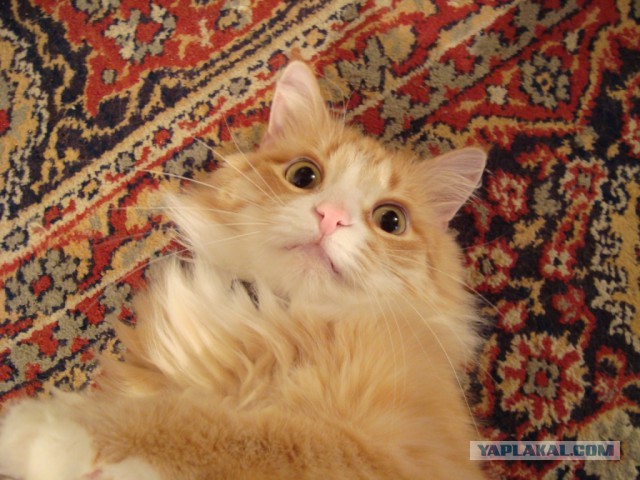 Котовторник 25.08.2015