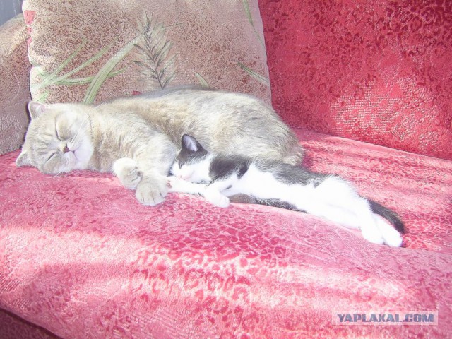 Котовторник 25.08.2015
