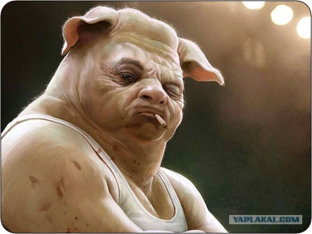 Мой муж - большая жирная свинья!