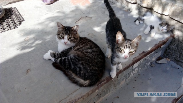 Котовторник 15-09-2015 !