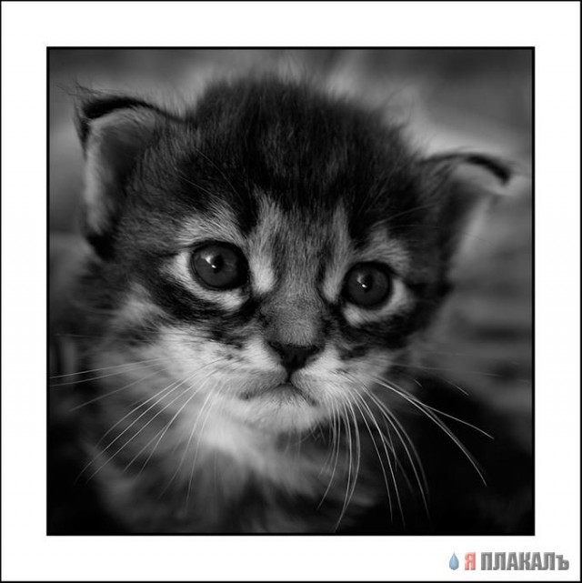 Коты, кошки, котята