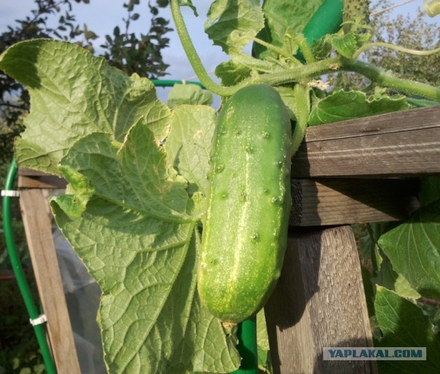 Как растет еда в естественной среде