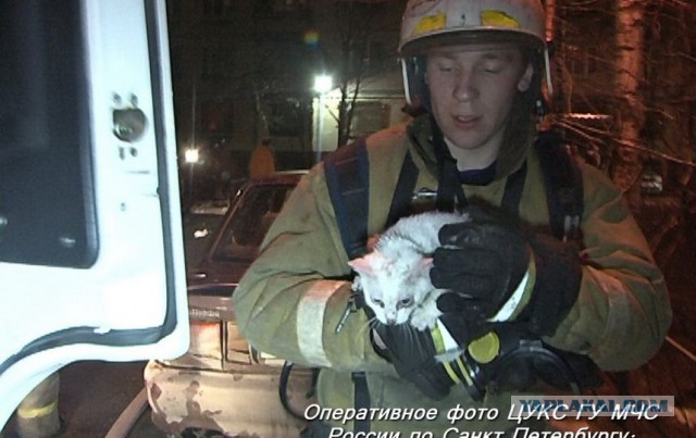 Спасение кошки после пожара