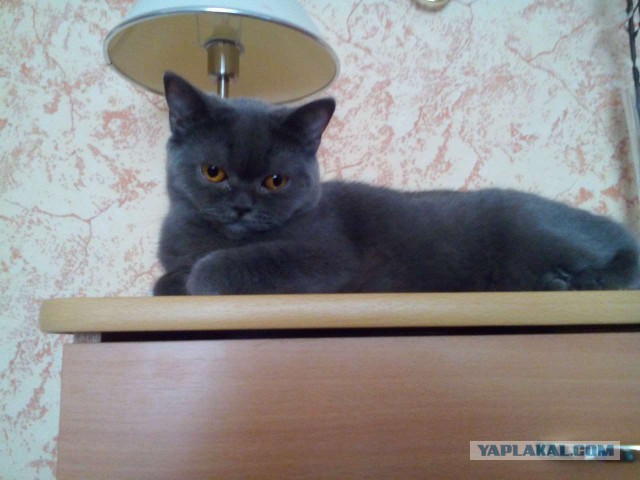 Котовторник 19.04.2016