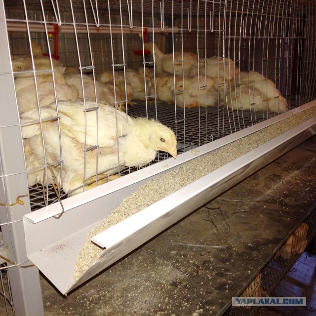 Сельскохозяйственный эксперимент ч. 7