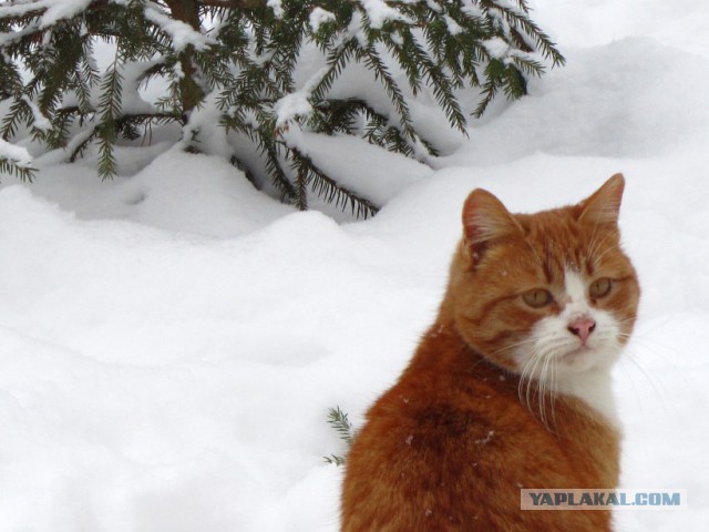 Кошки, которых я встретил на своем пути:)