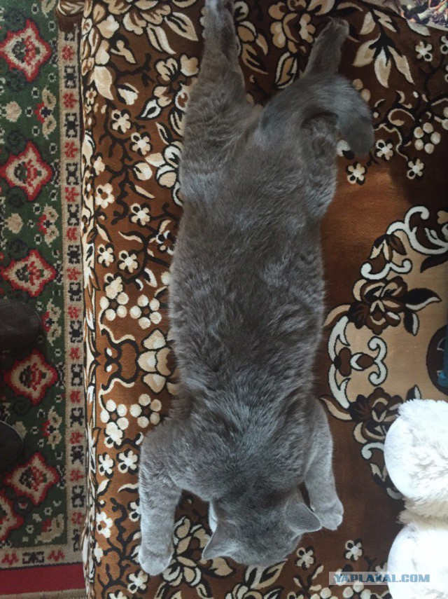 Котовторник 13.09.2016