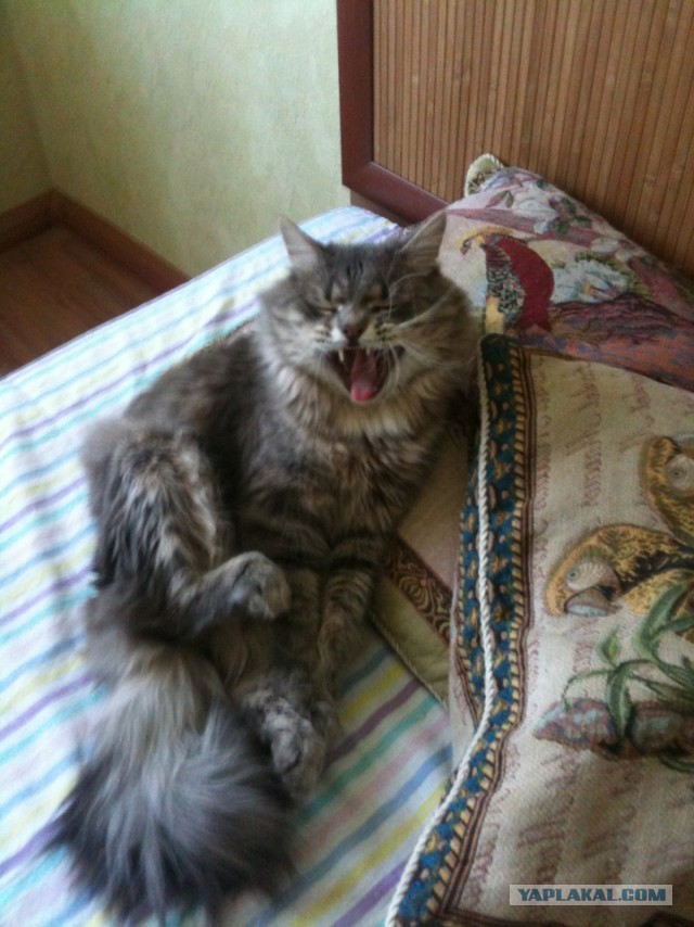 Мой зевающий кот