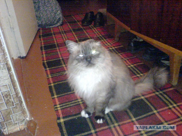 Котовтоник 29.11.2016.