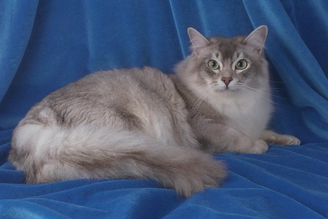 Коты из сети