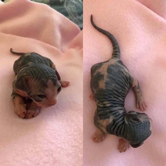 Коты и Кошки