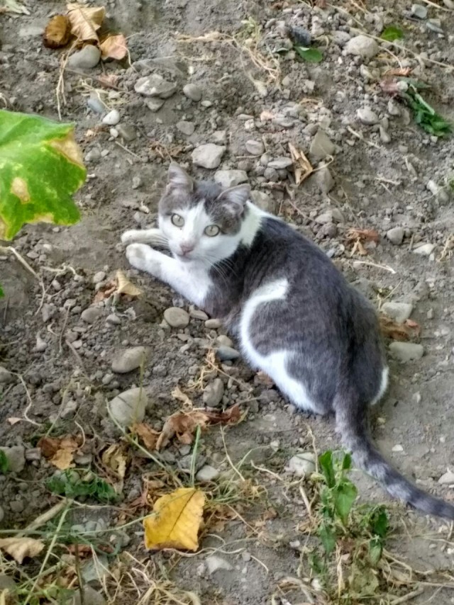 Котовторник 19.09.2017