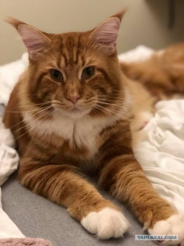 Котовторник