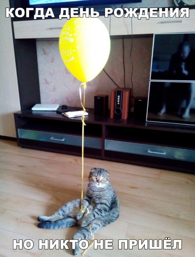 Коты и Кошки