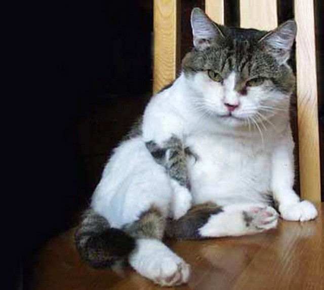 Коты и Кошки