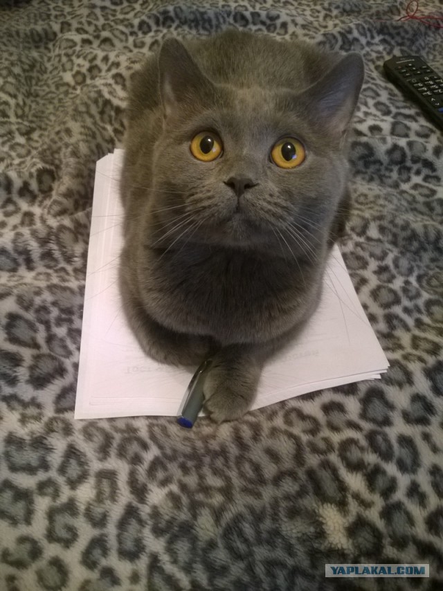 С Днем кошки!